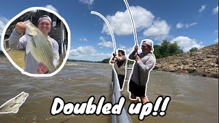 Greenup Dam Fishing CATCHING MONSTER HYBRIDS IN MUDDY WATER Over 40 fish caught in 2 hours [upl. by Nido]