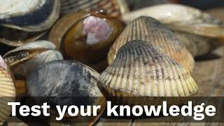 Shellfish Identification video guide for Oregon No Narration Ocean Sounds Only [upl. by Sorce]