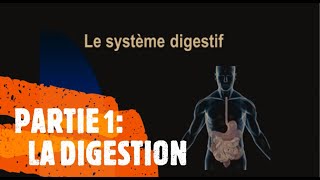 LA PHYSIOLOGIE ANIMALE  PARTIE 1 LA DIGESTION [upl. by Hahnke]