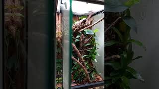 Crested Gecko enclosure terrarium short [upl. by Eadrahs]