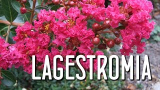 Aprende el cuidado de la lagerstroemia indica [upl. by Atilemrac49]