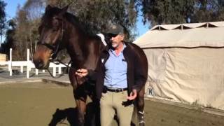 Horses that spook Teaching relaxation [upl. by Coy]