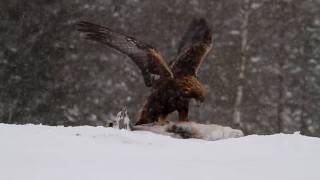 Steinadler Golden Eagle im Schneesturm [upl. by Male]