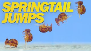 Springtail Jumps Off Water and in Super Slow Motion [upl. by Bran]