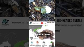 New tranding video amazingfacts turtlehead turtlelover animals youtubeshorts [upl. by Mahgirb]