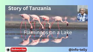 Tanzania  Dodoma  lake Natron flamingo  shilling [upl. by Ahsiekar]