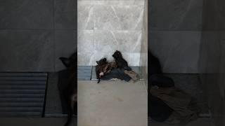 Berlandas puppies are playing  dog shelter [upl. by Eneloj]