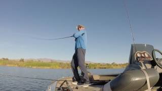 Havasu Striper Fishing 11 22 16 [upl. by Dnalon]