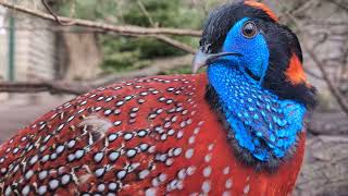 Magnificent Temmincks tragopan berlin tierpark zoo pheasant [upl. by Adiene]