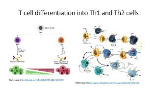 Immune cells Tcell differentiation into T helper cells Th1 and Th2 cells Code 572 [upl. by Sonitnatsok]