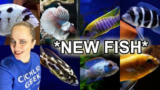 BIG FISH SHIPMENT  African Cichlids Malawi  Tanganyika  American Cichlids  Bettas [upl. by Bowes]