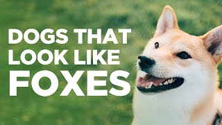 10 Dogs That Look Like Foxes [upl. by Arat]