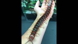 Amazonian giant centipede 😵‍💫😵  The largest centipede species in the world [upl. by Einotna]