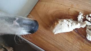 Borzoi dog  supervising in the kitchen [upl. by Aubrey558]