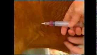 How to give a subcutaneous injection to a goat [upl. by Ellinger170]