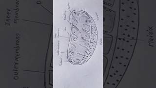 How to draw structure of mitochondria 💫 shorts [upl. by Stone]