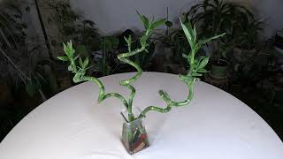 Lucky Bamboo Dracaena sanderiana Care What to Know [upl. by Allana]