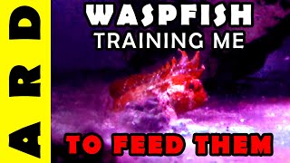 Waspfish are training me to feed them [upl. by Hiamerej]