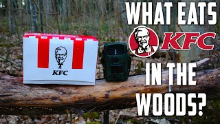 What Eats KFC Left In The WOODS Trail Camera Footage [upl. by Allerus]