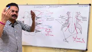 LIGAMENTUM DENTICULATUM [upl. by Anima655]