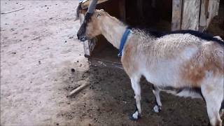 How to treat a goat with bloat [upl. by Lectra]