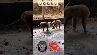 The funny 🤣🙈 Monkey 🐒 scene [upl. by Llehsor]