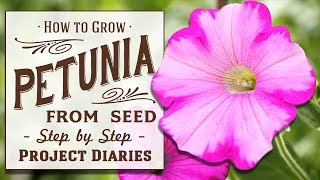 ★ How to Grow Petunia from Seed in Containers A Complete Step by Step Guide [upl. by Eniagrom50]