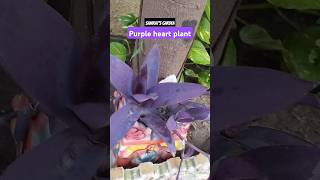 Purple heart plant greenheart plants houseplants plantshut nature youtubeshorts [upl. by Atteiluj]