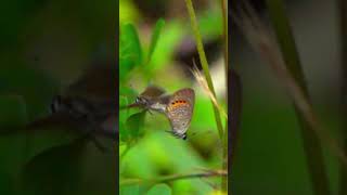 Jewel Blue butterflies mating 40x slowmo [upl. by Tristas]