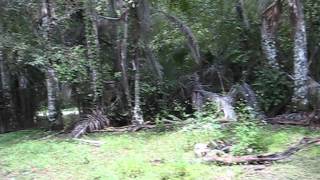 Fakahatchee strand janes scenic road shelter quotK2quot wrangler TJ [upl. by Beare]