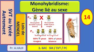 Lois statistiques Monohybridisme avec gène lié au sexe [upl. by Monty556]