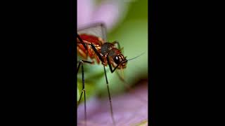 Mosquito Sound Effect  Buzzing Mosquitoes  RoyaltyFree and Free to Use [upl. by Nino]