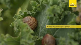 How Do Insecticides Work [upl. by Zenger]