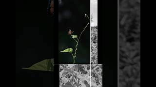 Lightroom edited leaf giant granadilla leaf shorts viralvideo trending nature [upl. by Alleacim]