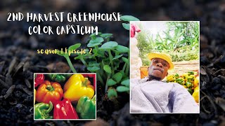 Second harvest of Colored Capsicum from a Greenhouse  My farming chronicles Season 1 Episode 2 [upl. by Petit947]