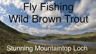 Great Day Fly Fishing a Remote Highland Loch  Wild Scottish Brown Trout [upl. by Maya193]