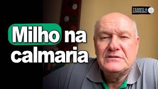 Milho na calmaria informa Vlamir Brandalizze [upl. by Yttel]