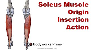 Soleus Anatomy Origin Insertion amp Action [upl. by Sosanna]