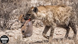 La Hiena Se Come Brutalmente Al Cachorro De León Para Vengar A La Leona  Animales Salvajes [upl. by Tiertza]