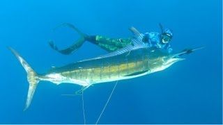 NEW WORLD RECORD Huntress vs Marlin [upl. by Savage]