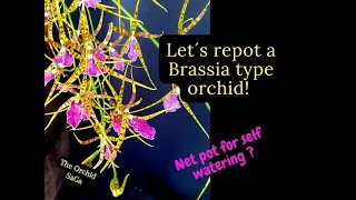 My Brassia type orchid needs a repot Brassostele Billabong [upl. by Joappa]