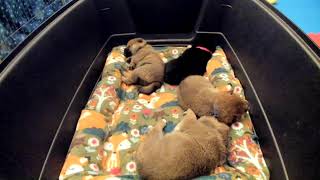 Shiba Inu Puppy Cam  KTeam  Day 25  PM [upl. by Aneroc]