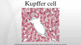 Kupffer cell [upl. by Wesley]