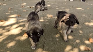 5 Adorable Puppies Undergo Training Leash Firecrackers  Puppy Fight [upl. by Atsirhcal641]