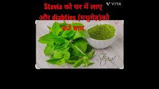 stevia plant Benefits stevia plant sugar free [upl. by Mile208]