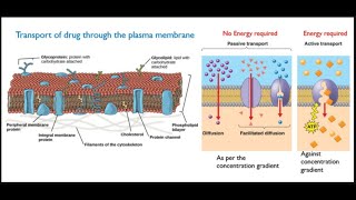 Pharmacokinetics [upl. by Annaoi]