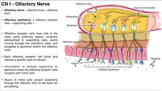 Cranial Nerve I  Olfactory Nerve  Origin Structure Function and Testing [upl. by Ihab404]