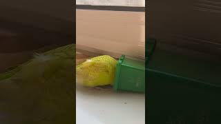 Watch This Adorable Parrot Chatting in a Tiny Box shorts birds parrot [upl. by Lemmuela67]