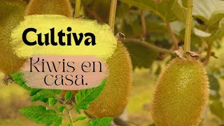 Cómo cultivar semillas de kiwi en casa [upl. by Artek]