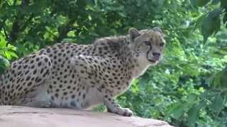 Cheetah meowing [upl. by Fonzie]